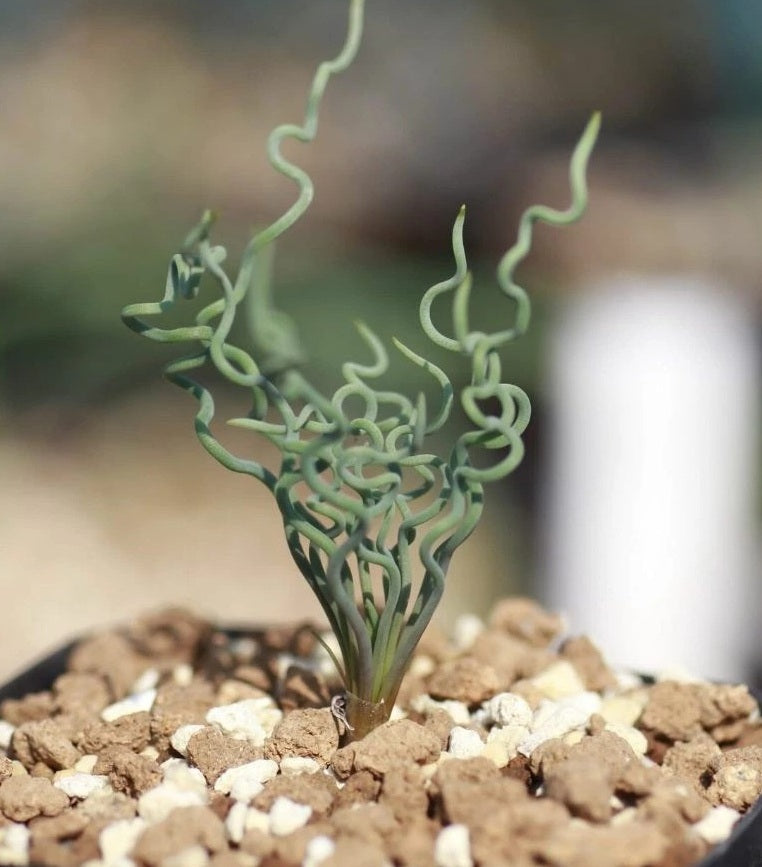 Bulbine torta 10 Pieces Seeds