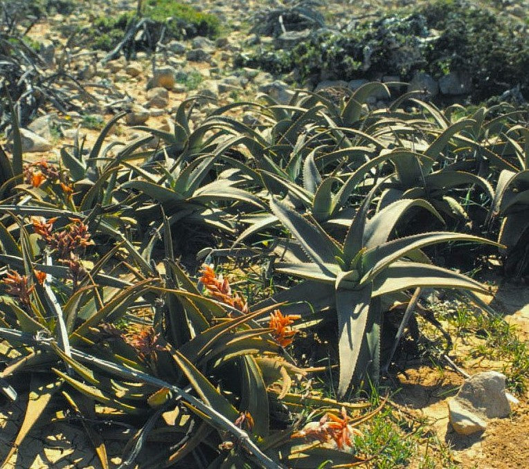Aloe jawiyon 20 Pieces Seeds