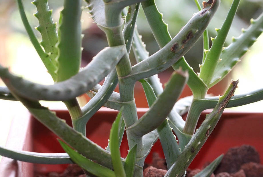 Aloe acutissima 10 Pieces Seeds