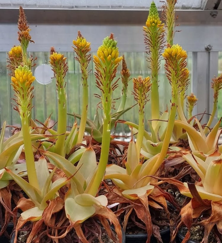 Bulbine natalensis 20 Pieces Seeds