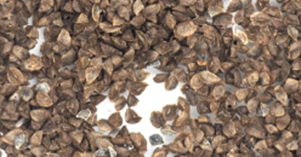 Bulbine natalensis 20 Pieces Seeds