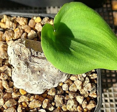 ERIOSPERMUM COOPERI PLANT