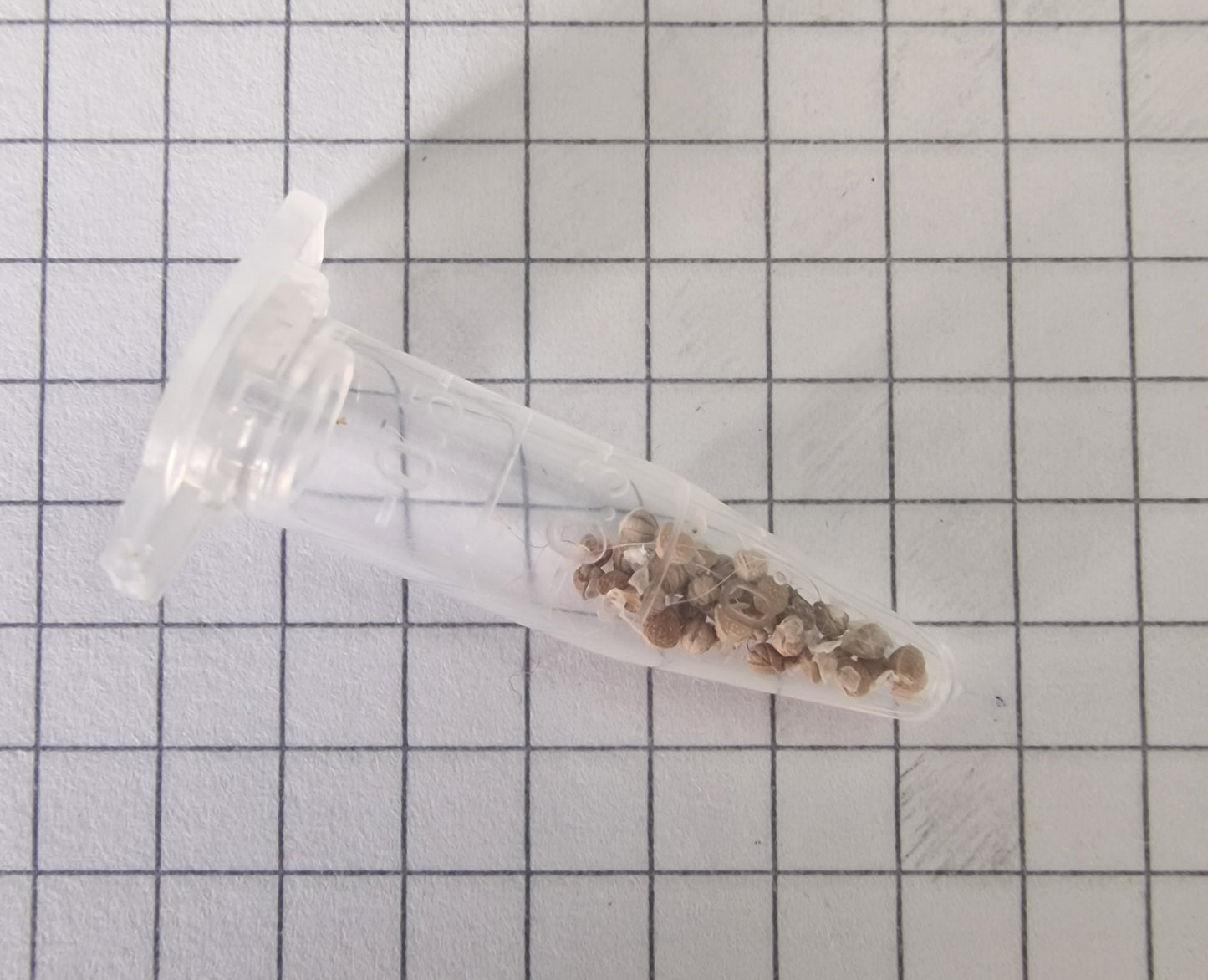 Dorstenia Elata 5 Pieces Seeds