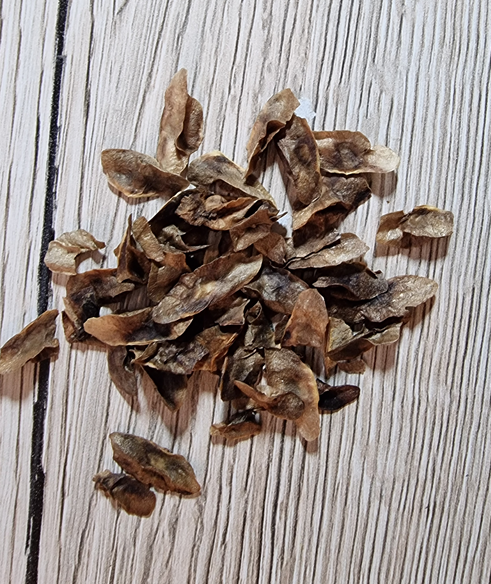 Aloe pillansii 10 Pieces Seeds