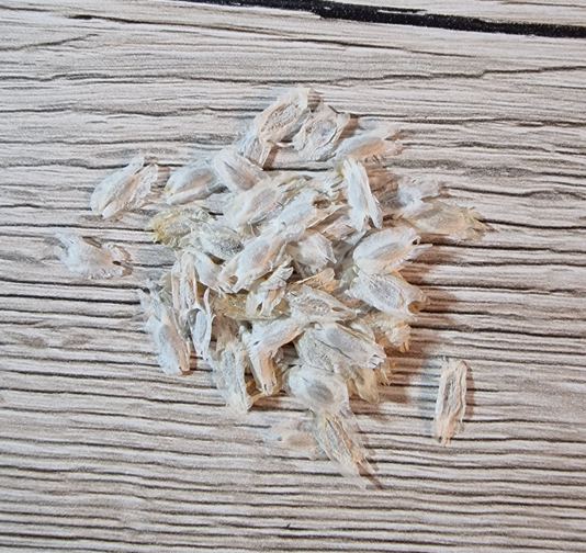 Fouquieria formosa 10 Pieces Seeds