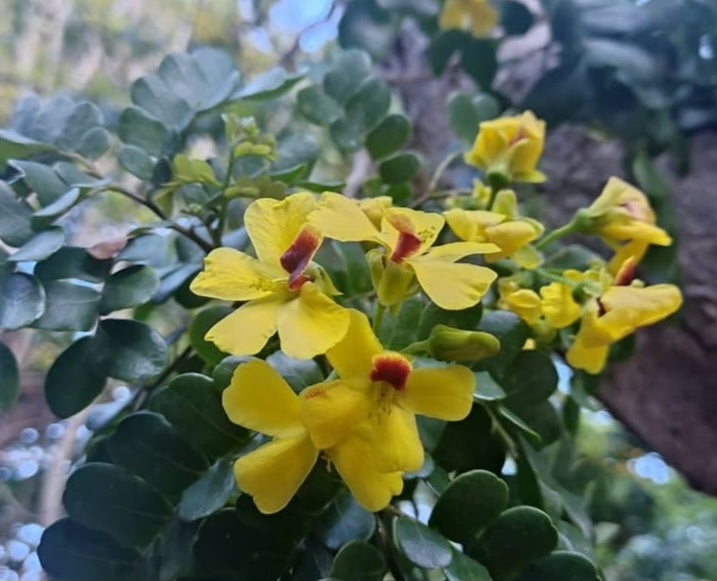 Pernambuco ( brazilwood )5 Pieces Seeds