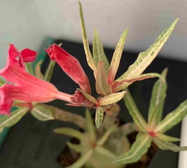 Adenium crispum ( Adenium somalense var. crispum ) 6 Pieces Seeds