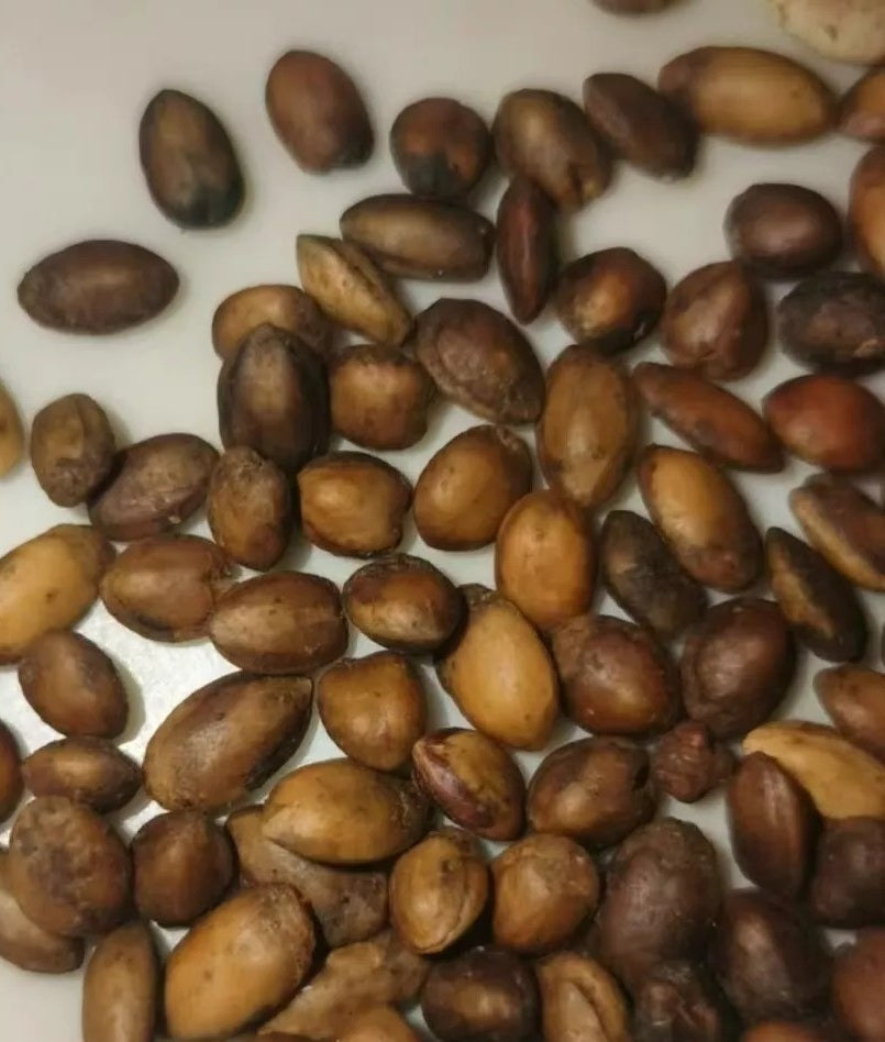 Commiphora Emminii 5 Pieces Seeds