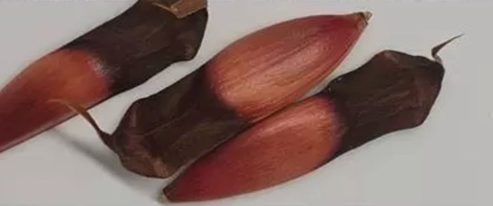 Araucaria araucana 10 Pieces Seeds