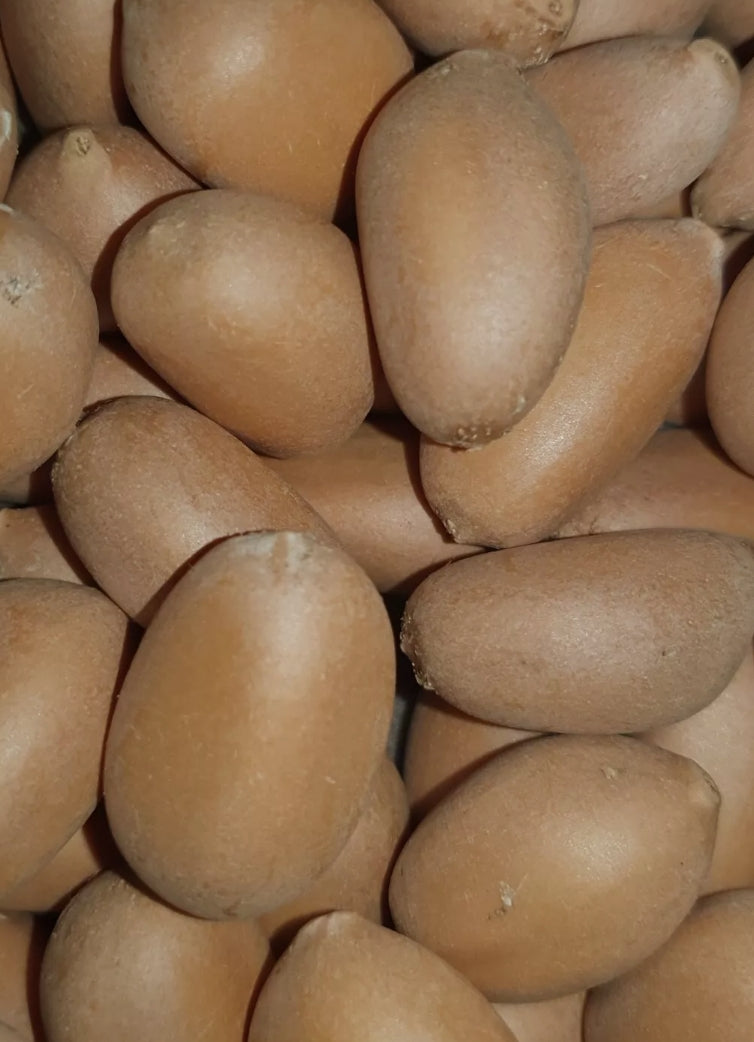 Zamia soconuscensis 5 Pieces Seeds