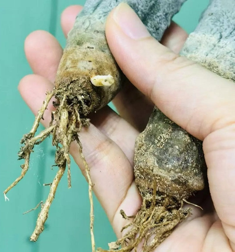 EUPHORBIA ABDELKURI WHITE PLANT