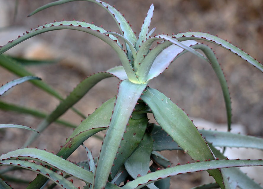 Aloe divaricata 10 Pieces Seeds