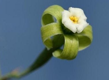Adenia cladosepala 6 Pieces Seeds