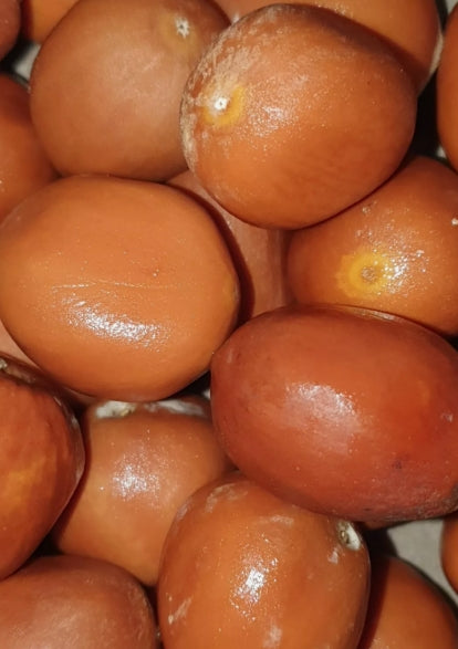 Dioon caputoi 4 Pieces Seeds