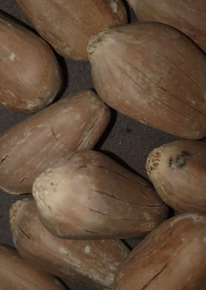 Peroffskyana Lepidozamy 2 Pieces Seeds