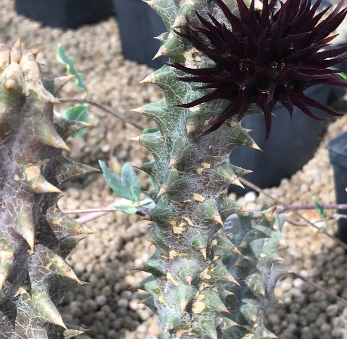 Quaqua mammillaris 5 Pieces Seeds