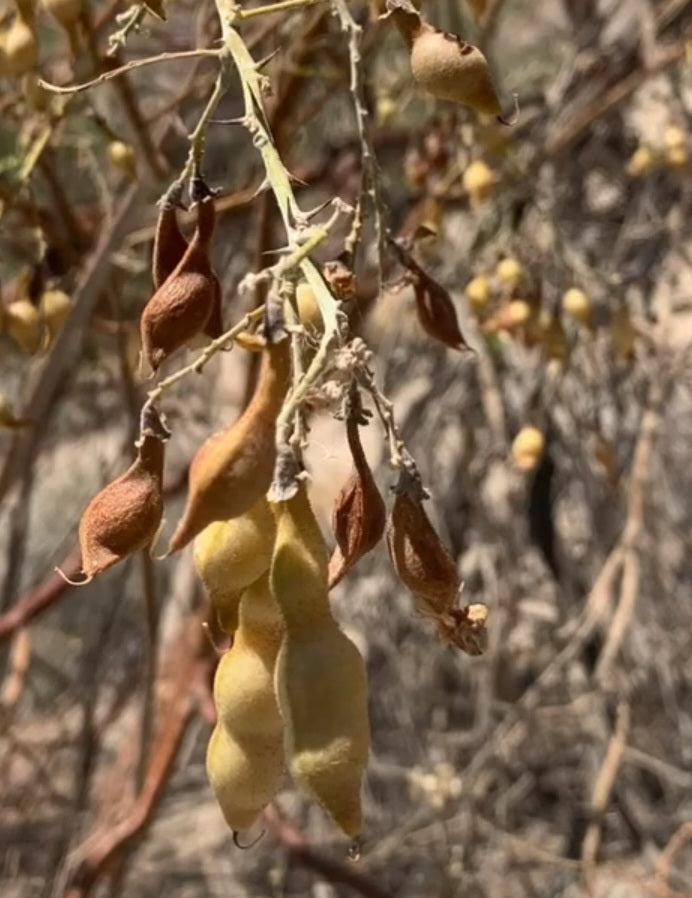 Olneya tesota 5 Pieces Seeds