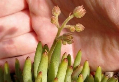 Tylecodon pearsonii 10 Pieces Seeds