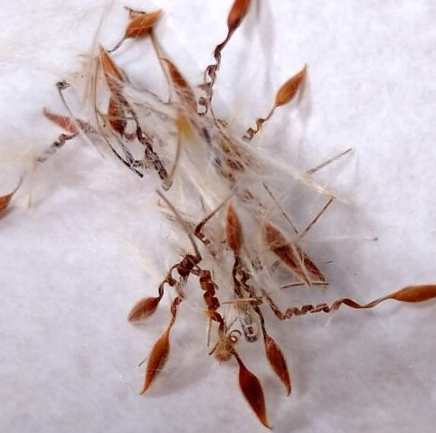 Pelargonium lobatum 3 Pieces Seeds