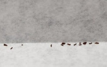 Tylecodon ventricosus 10 Pieces Seeds