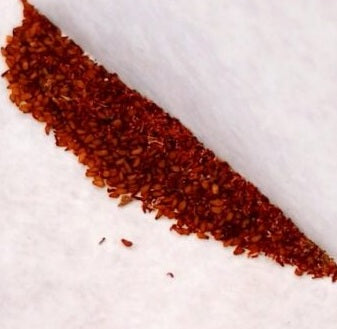 Tylecodon atropurpureus 10 Pieces Seeds