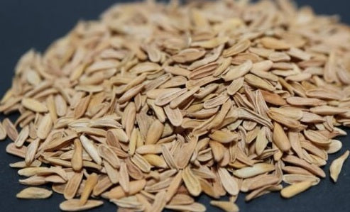 Pachypodium makayense 6 Pieces Seeds