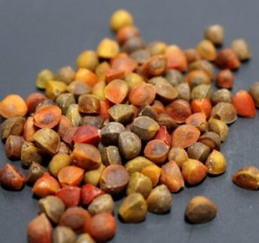 Bursera fagaroides 5 Pieces Seeds