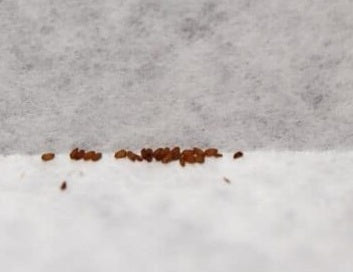 Tylecodon reticulatus phyllopodium 10 Pieces Seeds