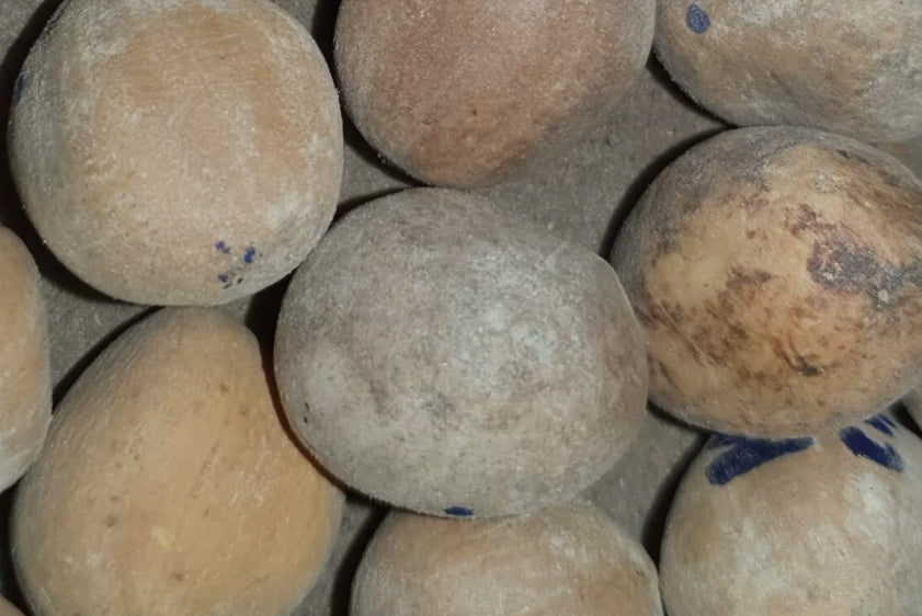 Macrozamia crassifolia 3 Pieces Seeds