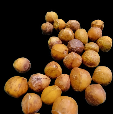 Bursera bicolor 5 Pieces Seeds