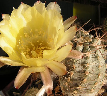 Acanthocalycium griseum 15 Pieces Seeds