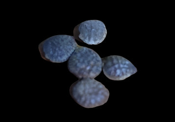 Adenia aculeata ssp aculeata 3 Pieces Seeds