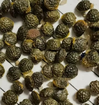 Adenia Digitata 8 Pieces Seeds