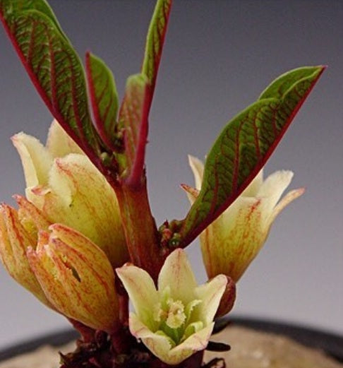 Adenia Goetzei 5 Pieces Seeds
