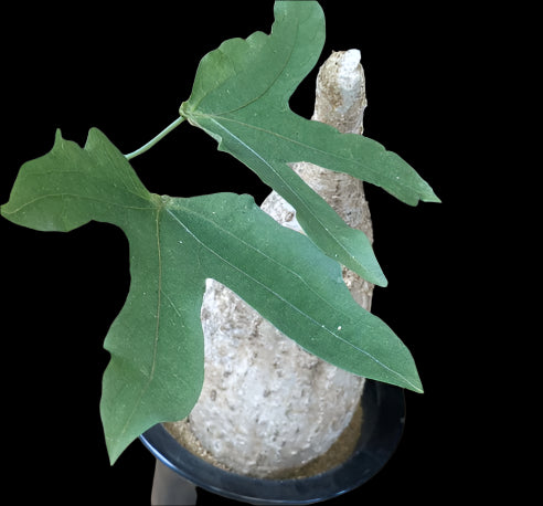 Adenia Heterophylla 6 Pieces Seeds