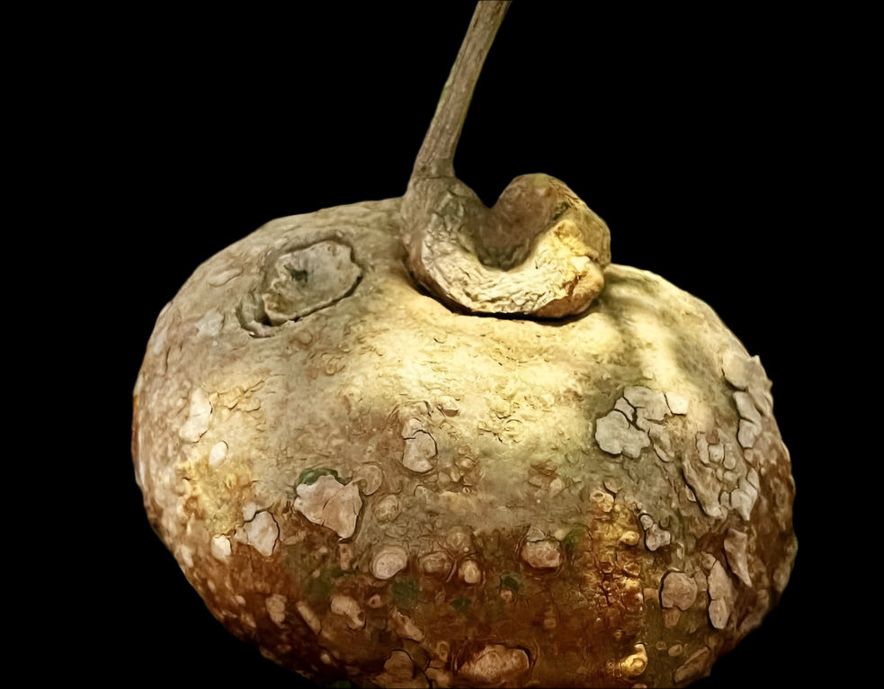 Adenia Lanceolata 5 Pieces Seeds