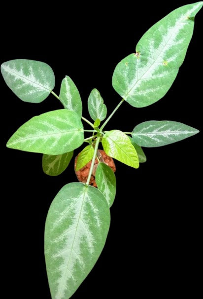 Adenia Monadelpha 4 Pieces Seeds