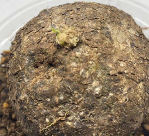 Adenia Penangiana 3 Pieces Seeds