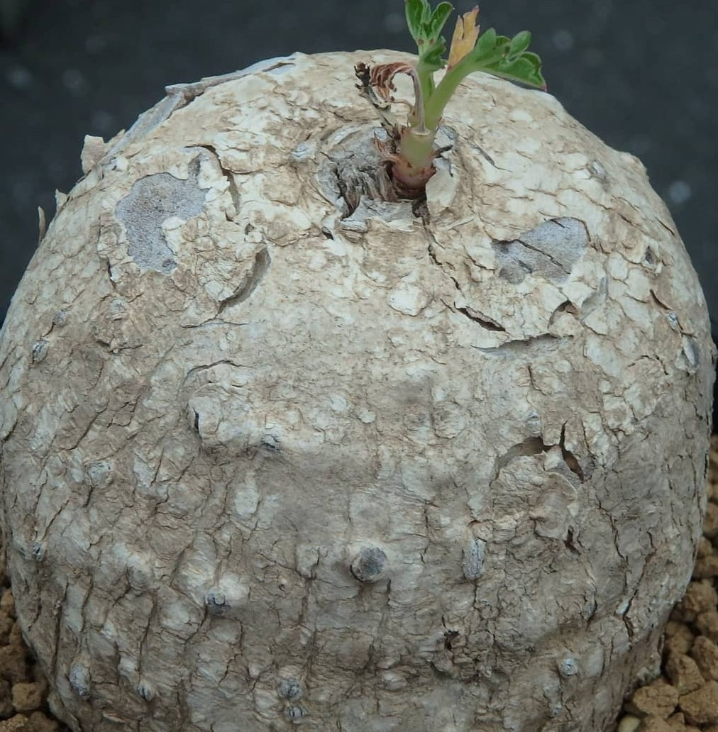 Adenia Racemosa 6 Pieces Seeds