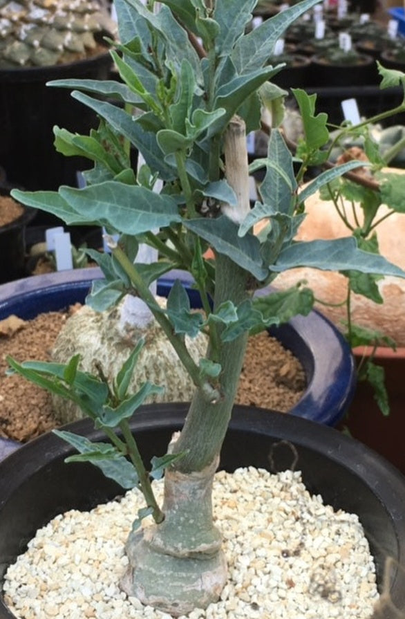 Adenia Repanda 5 Pieces Seeds