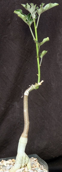 Adenia Volkensii 7 Pieces Seeds