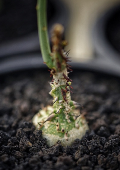 Adenia aculeata ssp.manganian 3 Pieces Seeds