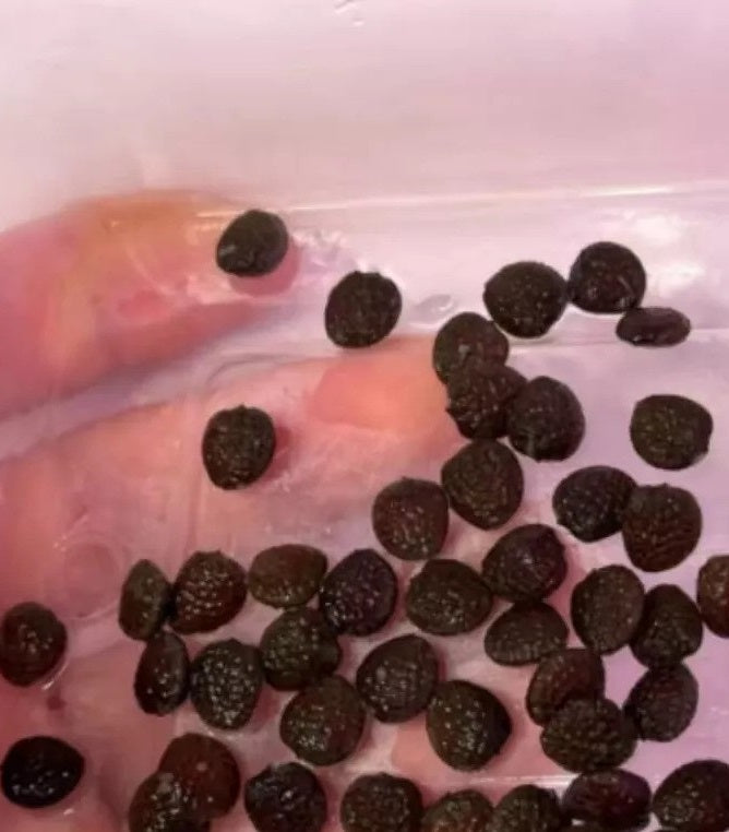 Adenia ballyi 6 Pieces Seeds