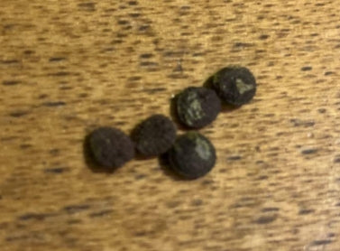 Adenia Ellenbeckii 5 Pieces Seeds