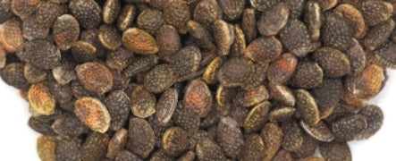 Adenia Gummifera 4 Pieces Seeds