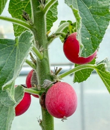 Adenia Keramanthus 7 Pieces Seeds