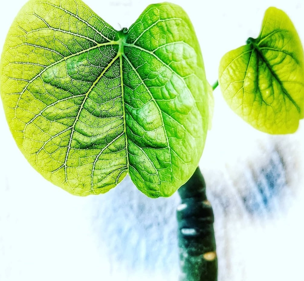 Adenia Lapiazicola 3 Pieces Seeds