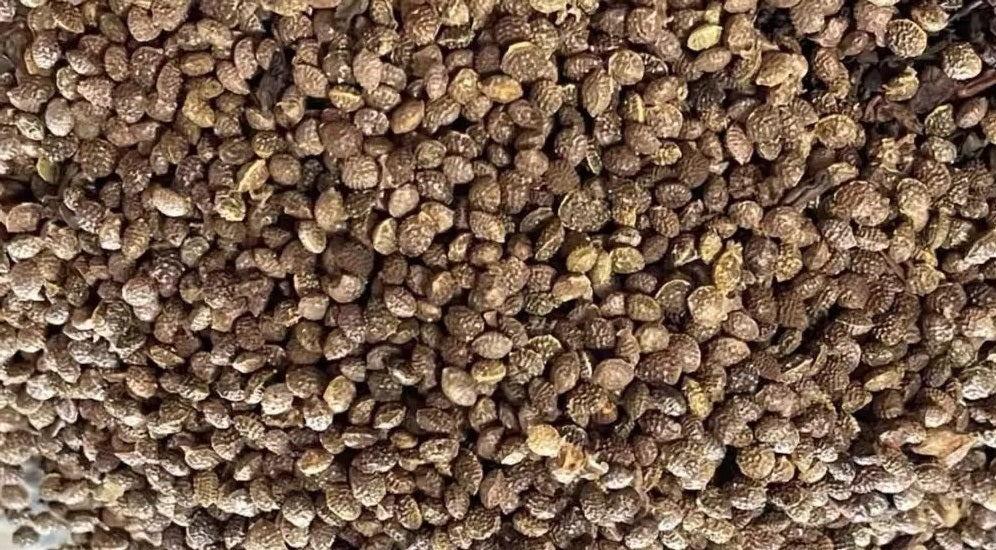 Adenia lindenii 6 Pieces Seeds