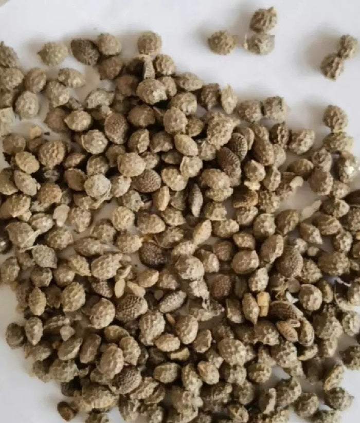 Adenia Metamorpha 6 Pieces Seeds