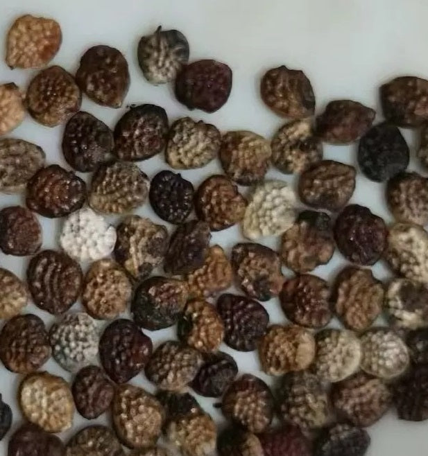 Adenia olaboensis 5 Pieces Seeds